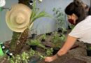 Projeto incentiva a criação de hortas comunitárias em condomínios de SP